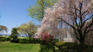 諏訪湖畔の桜