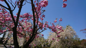 諏訪湖の桜