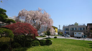 諏訪湖畔の桜